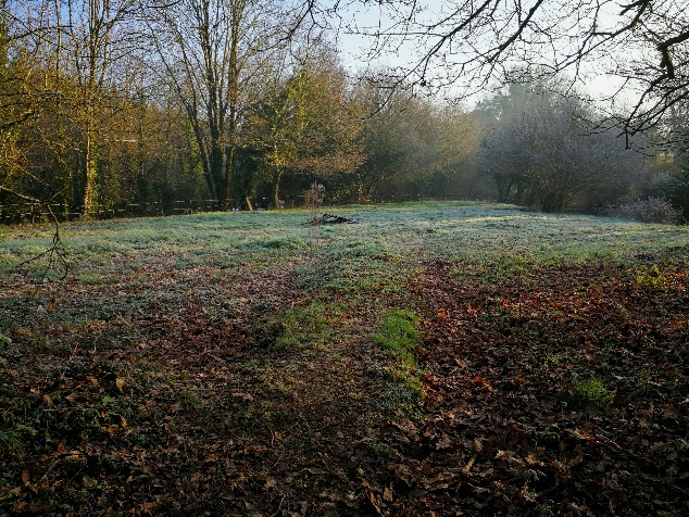 The yard in winter, just after COVID